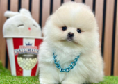 Safkan Pomeranian Boo Yavrularımız